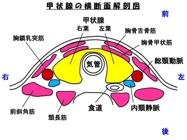 甲状腺図